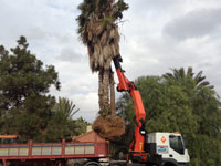 Transporte de rboles