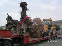 Transporte de rboles