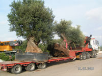 Transporte de rboles