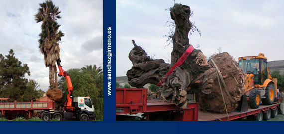 Transportes de rboles: palmeras, olivos